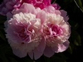 Paeonia Umbellata Rosea Piwonia